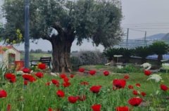 וילה מגדל 36