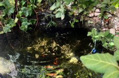 וילה דה קיסריה 48