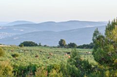 הבית בחזון 36